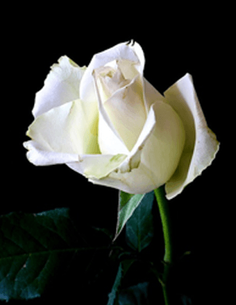 Julia (Scimio) Sauro White Obituary